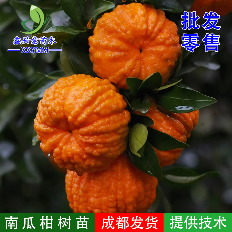 南瓜柑树苗新品种南瓜橘