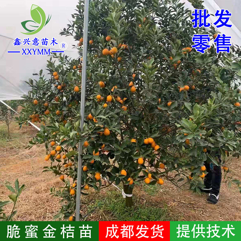脆蜜金桔密金柑大果型脆皮金桔