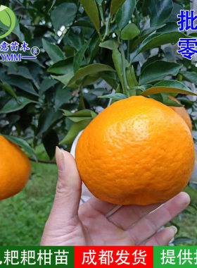 耙耙柑嫁接苗四川特产果树苗