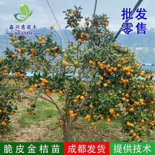 脆皮金桔四季金桔二代三代