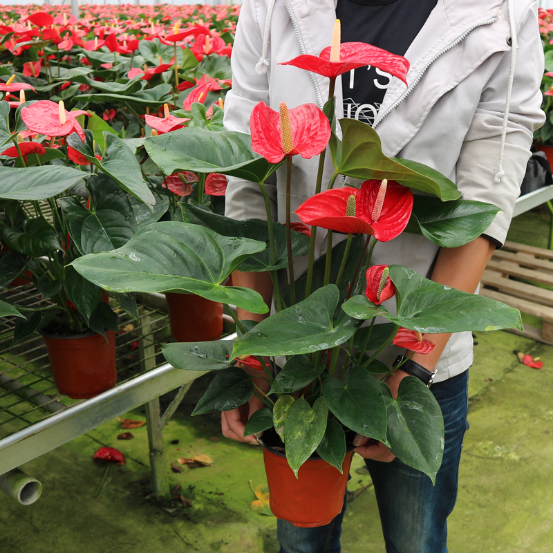 红掌植物盆栽花卉室内大盆荷兰品种阿拉巴马客厅大厅鸿运当头摆花