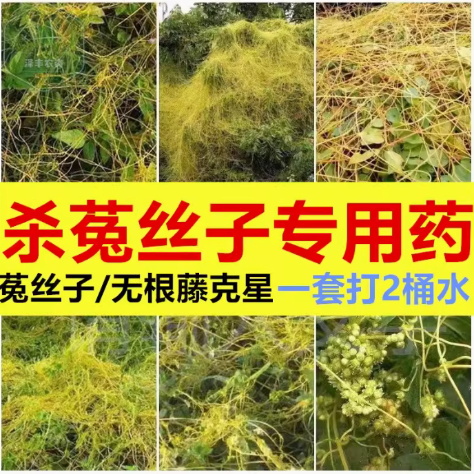专杀绿化带菟丝子绿篱黄丝藤灌木金丝藤无根藤绿化专用农药除草剂