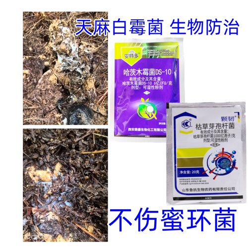 天麻白霉菌 生物防治 不伤蜜环菌 哈茨木霉菌DS-10 枯草芽孢杆菌