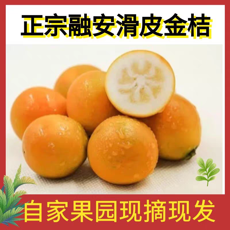 广西新鲜水果融安金桔滑皮小金橘桔子孕妇大果脆甜水果顺丰包邮