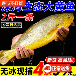 黄花鱼新鲜冷冻鲜活深海生鲜野生大水产海鲜特产小黄鱼年货节配送