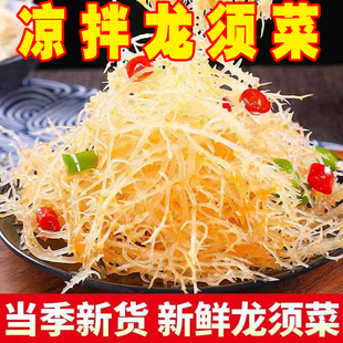 新鲜龙须菜凉拌菜海产盐渍海石花菜长寿菜海藻草海发鹿角菜非干货