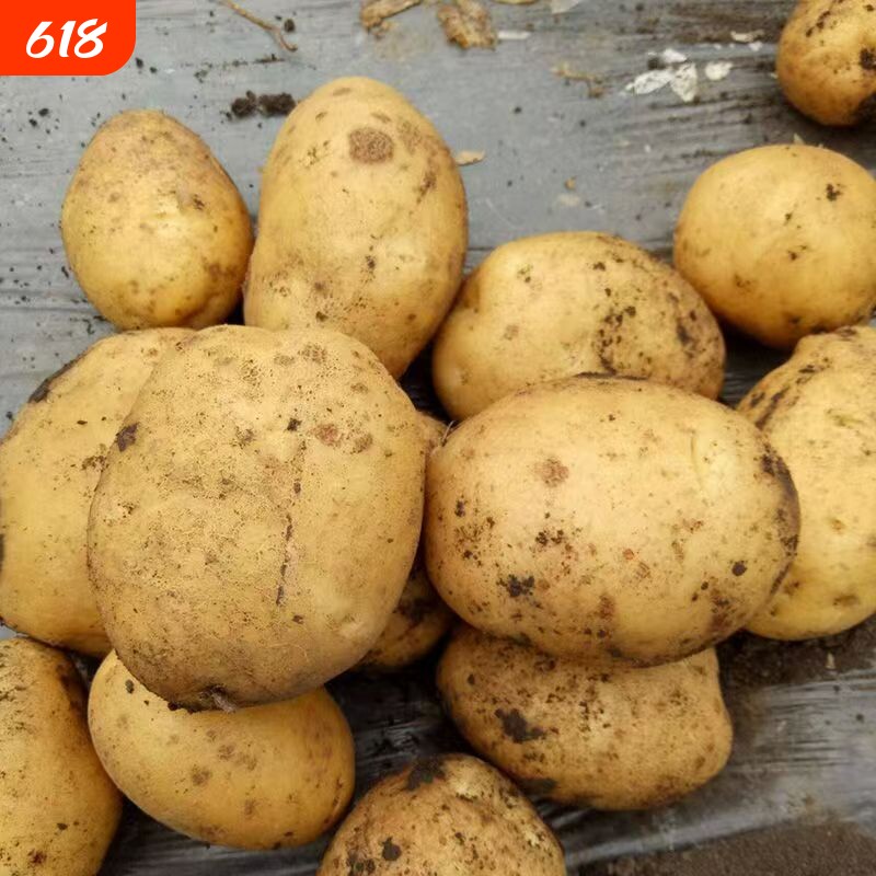 黄心土豆新鲜新土豆黄皮土豆批发价洋芋马铃薯黄肉土豆