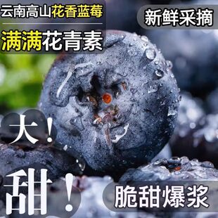 包邮 现货 新鲜花香蓝莓果王现摘水果 正宗云南高山蓝莓鲜果当季