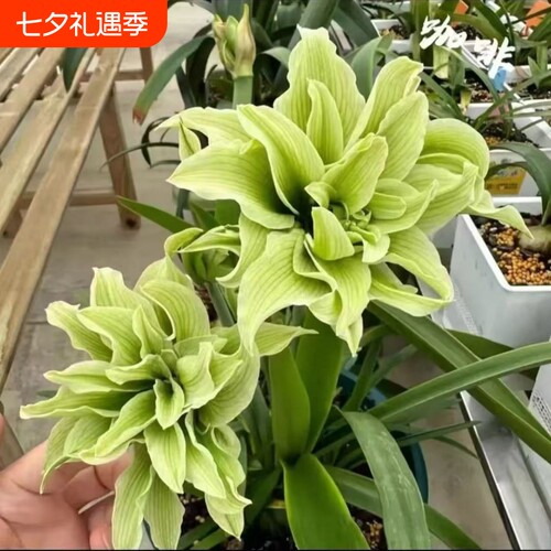 新品朱顶红重瓣种球四季开花庭院阳台盆栽植物室内耐寒