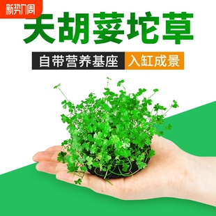 天胡荽坨草前景水草鱼缸造景无菌杯淡水植物阴性水培活体真草装 饰