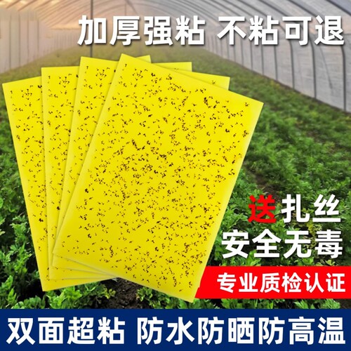 粘虫板黄板双面大棚强力粘蚊贴果园苍蝇诱粘剂小飞虫果蝇贴诱捕器