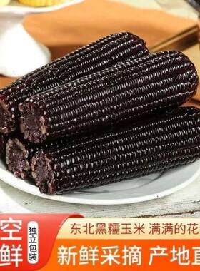 东北黑糯玉米黏甜糯玉米紫玉米代餐真空装加热即食早餐香甜新鲜