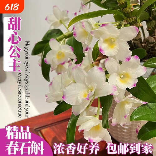 名贵春石斛兰花苗甜心公主室内阳台好养勤花浓香洋兰花卉绿植盆栽