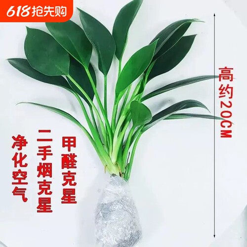 招财大叶金钻盆栽绿公主室内水培绿植办公室客厅四季常青吸甲醛