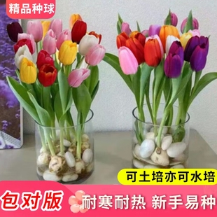 郁金香种球可水培土培花卉室内阳台盆栽庭院地载绿植耐寒耐热植物