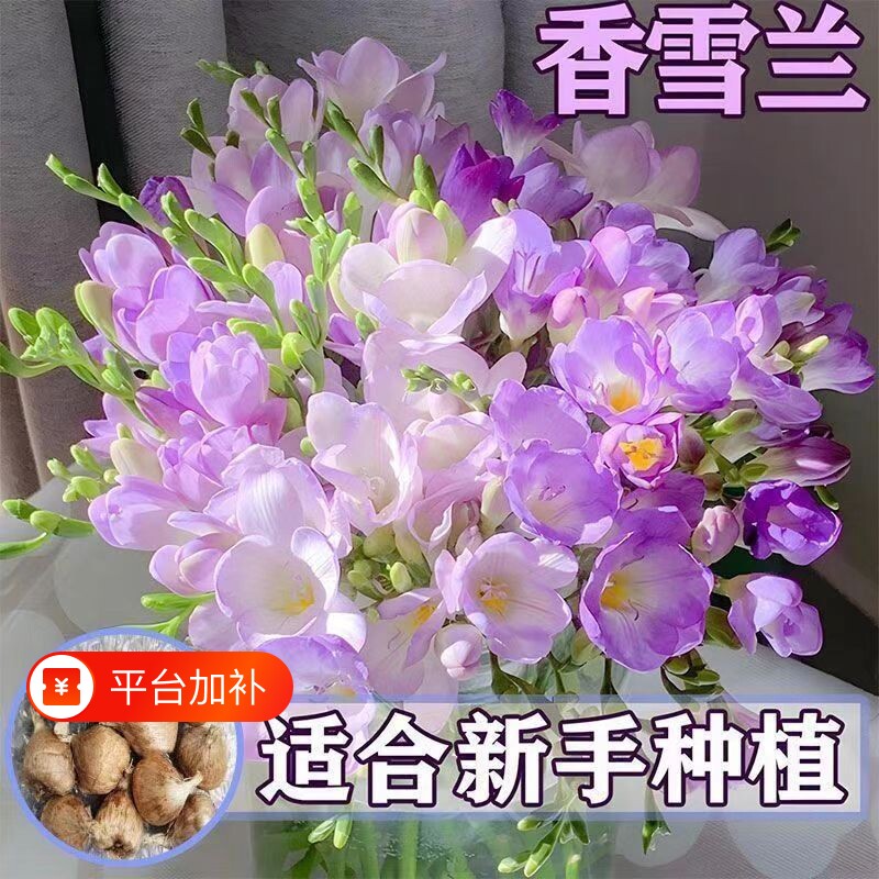重瓣香雪兰种球室内阳台盆栽庭院地载耐热耐寒花卉小苍兰绿植鲜花