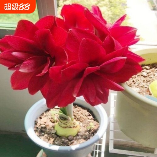 【常年开花】朱顶红当年开花重瓣耐寒盆栽室内阳台四季开花