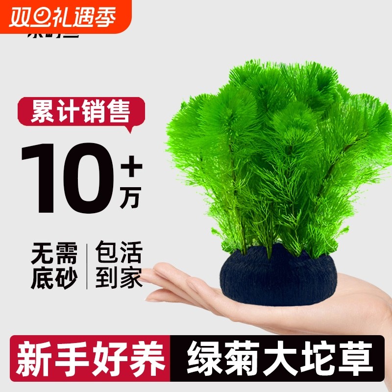 水屿鱼水草绿菊大坨草鱼缸增氧植物绿植懒人造景底砂宝塔青竹陶罐