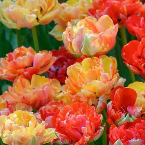 重瓣郁金香精选耐寒水培花卉四季开花盆栽植物客厅阳台土培冬季