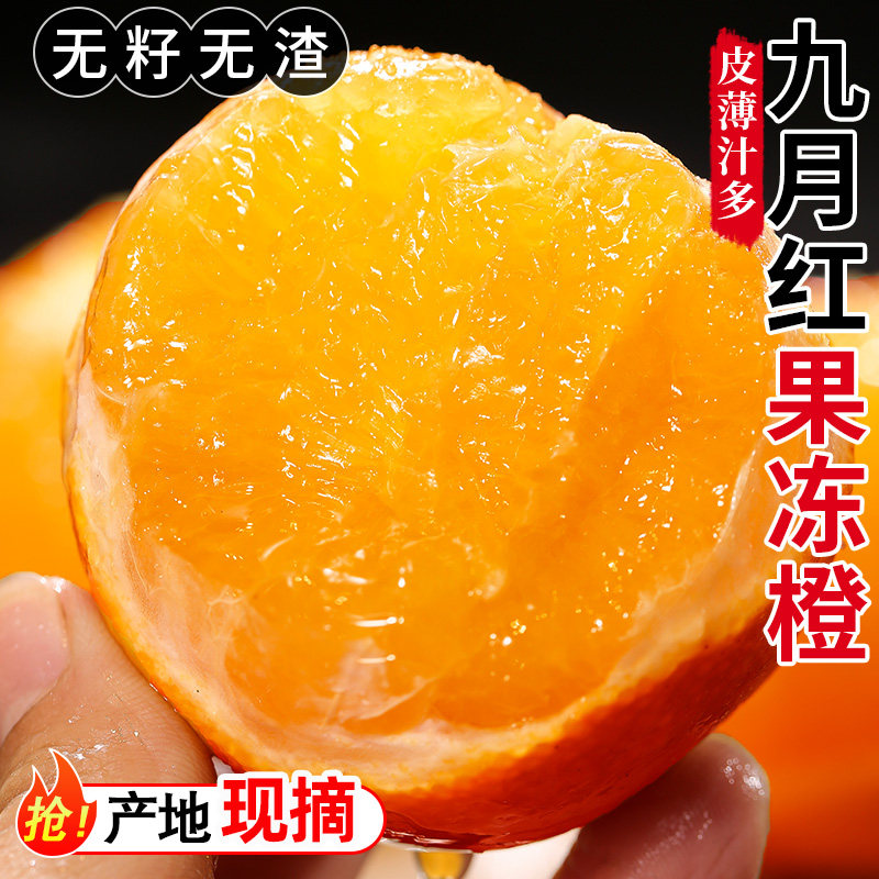 正宗秭归九月红果冻橙现摘新鲜时令水果脐橙当季水果橙子整箱包邮,水产肉类/新鲜蔬果/熟食,橙,淘宝优惠券,粉丝福利购,淘宝优惠卷