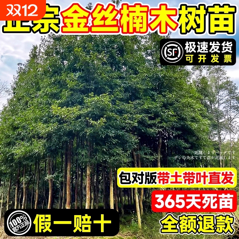 四川正宗金丝楠木树苗盆栽
