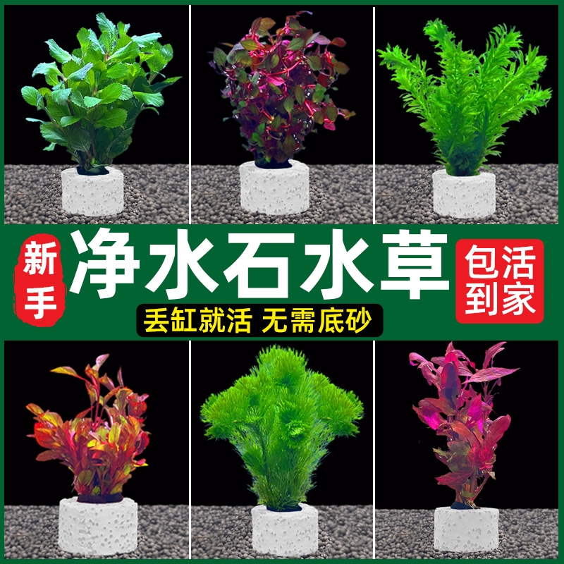鱼缸水草植物水罗兰真草造景阴性水榕蜈蚣绿菊净水装饰套餐沉底
