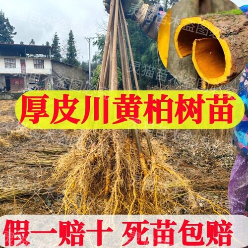 正宗黄柏厚皮树苗四川黄柏造林绿化南北方种植剥皮卖包邮中药材
