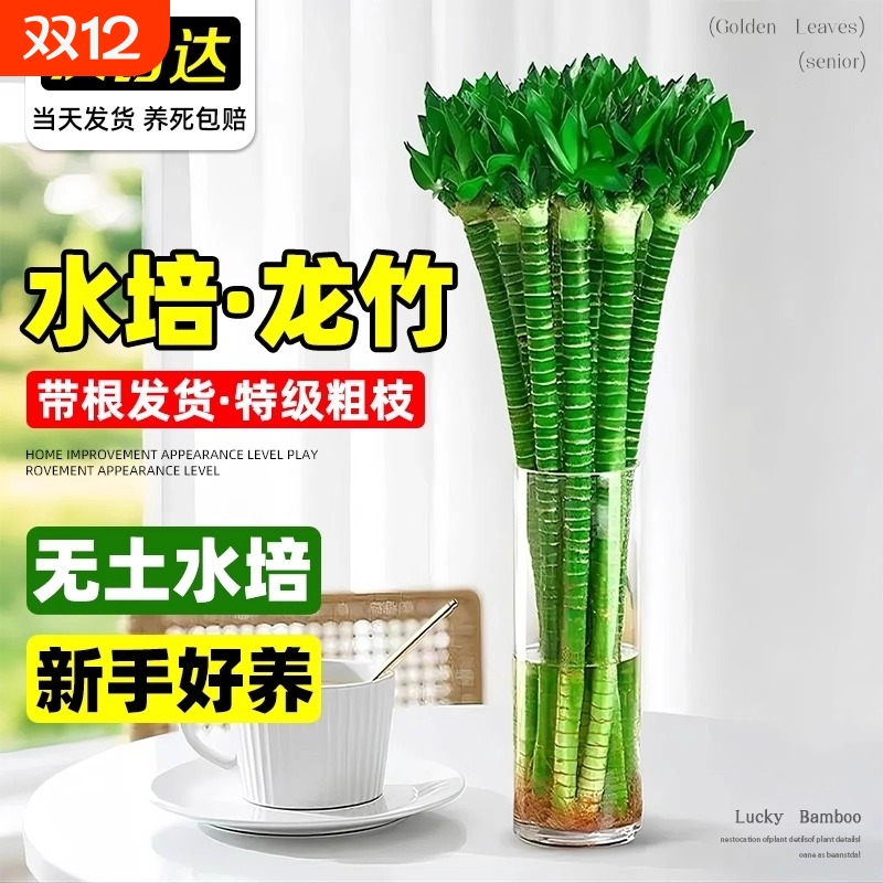 富贵竹水培植物水养发财竹带根客厅绿植招财竹子盆栽室内好养活