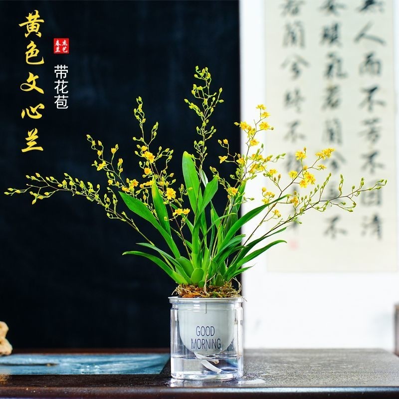冬带花苞梦香水文心兰年宵花卉浓香型室内客厅桌面好养可水培