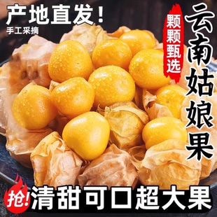云南姑娘果大果5新鲜当季水果整箱特产灯笼果小金豆甜菇娘果