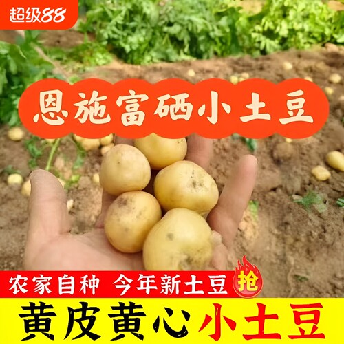 恩施黄心小土豆高山洋芋