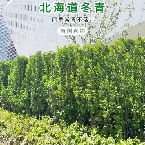 北海道单株/丛生北海道冬青树苗