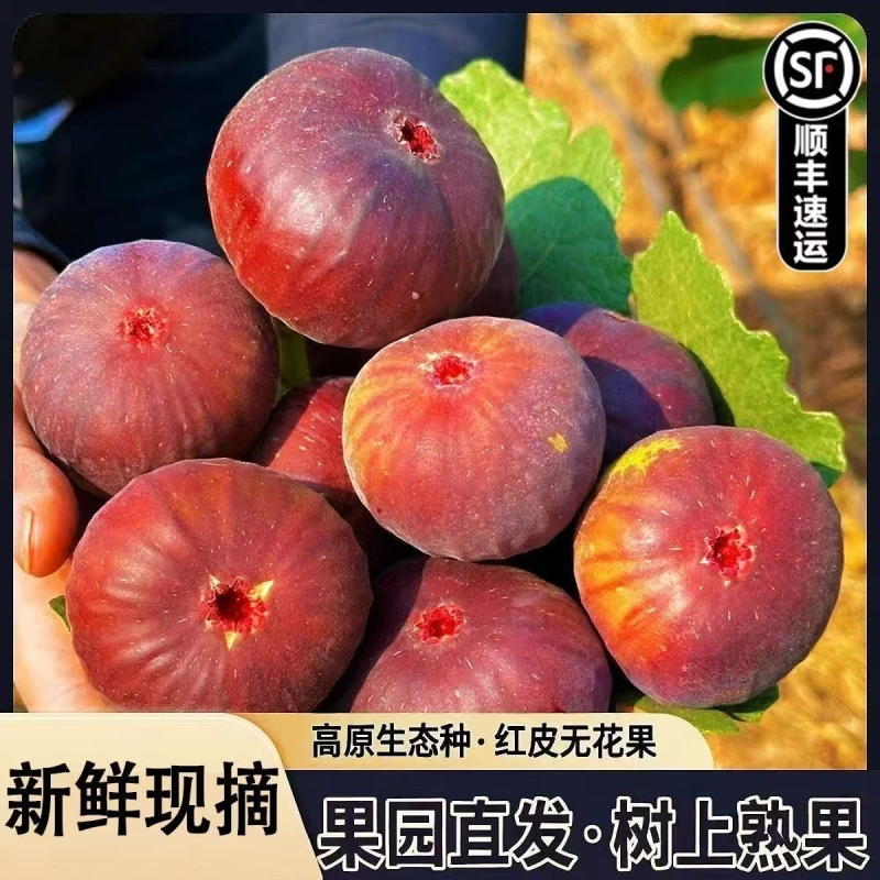 四川红皮无花果波姬红新鲜当季水果孕妇水果产地现摘直发果园