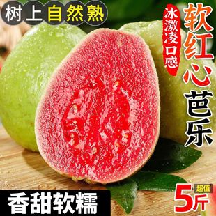 包邮 红心芭乐新鲜水果当季 正宗软糯红心番石榴低糖奶油巴乐整箱