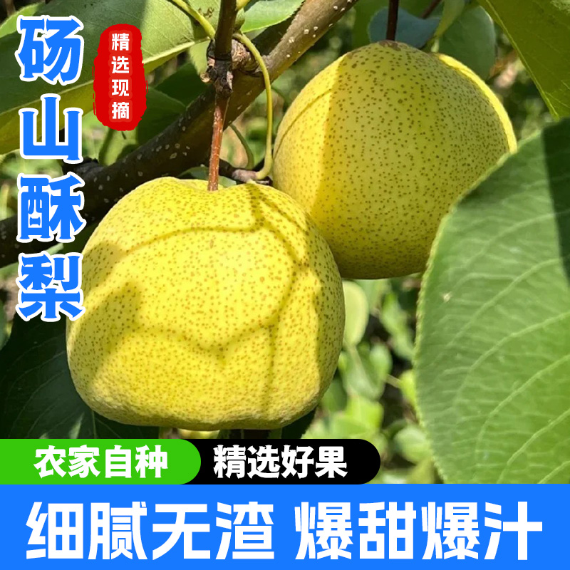正宗安徽砀山酥梨当季整箱梨子新鲜时令水果应季雪梨砀山梨包邮