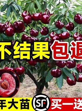 车厘子树苗樱桃树苖南方北方种植盆栽庭院果树苗矮化大樱桃苗嫁接