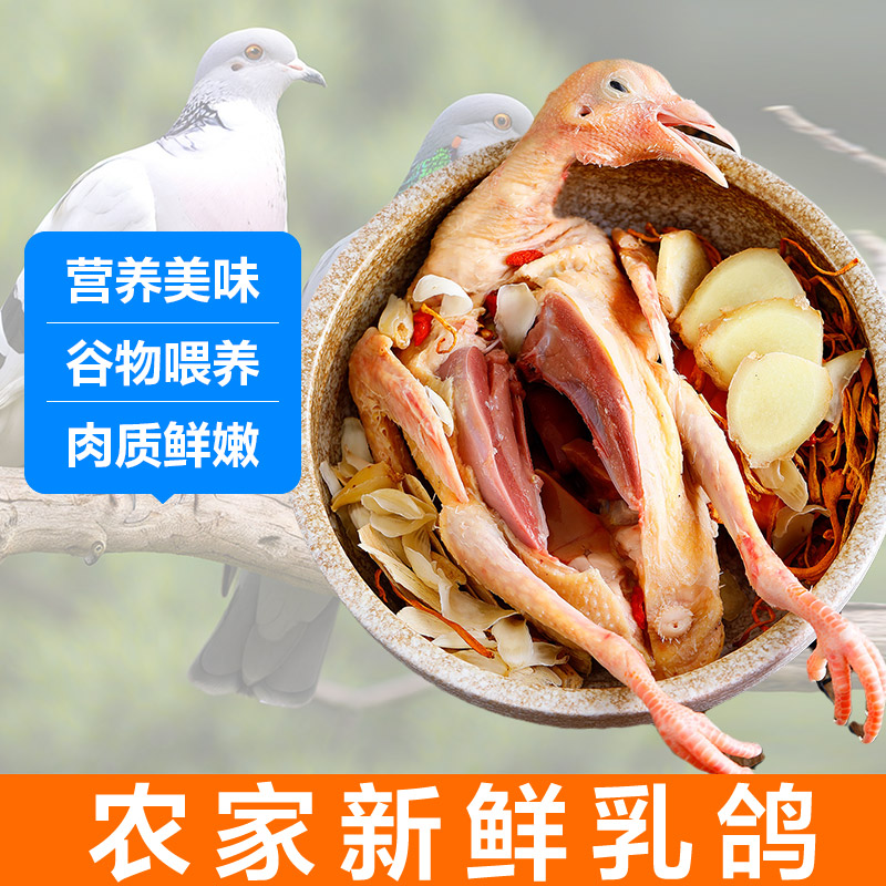 鸽子肉生鲜农家散养土鸽子正宗新鲜现杀乳鸽孕妇营养鸽子肉炖煲汤