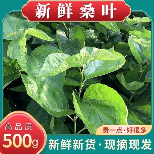 新鲜桑葚叶500克养蚕嫩桑叶现摘蚕宝宝饲料蚕桑大叶学生养蚕推荐