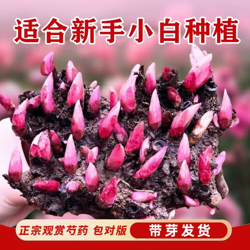 重瓣芍药花苗阳台盆栽绿植花卉花