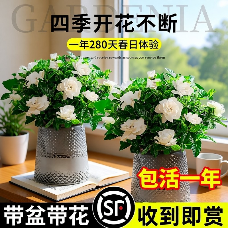 水培植物栀子花盆栽四季开花室内好养茉莉花卉九里香绿植物客厅