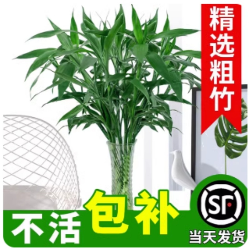 富贵竹水培植物转运竹子带根水养室内客厅绿植盆栽观音竹四季好养
