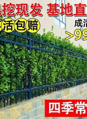 大叶北海道冬青树苗黄杨大树围墙篱笆植物四季常青庭院绿篱室外