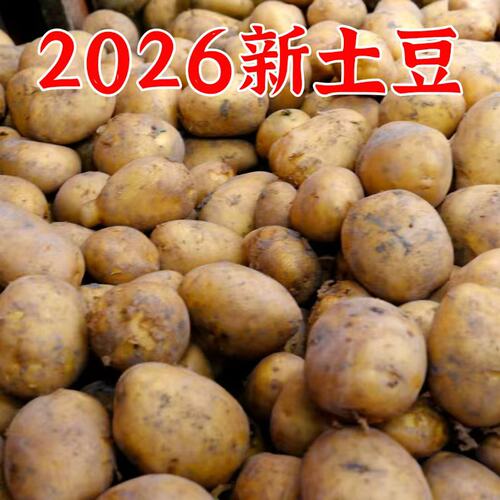 2026年新土豆黄心土豆新鲜