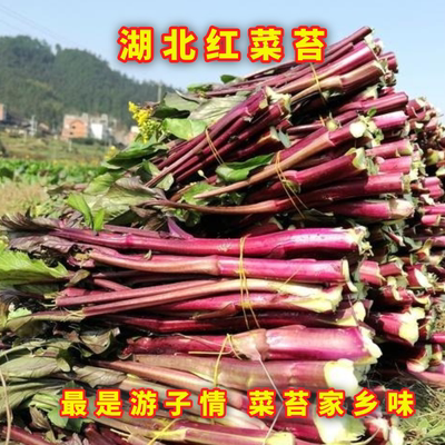 湖北红菜苔新鲜紫菜苔现摘紫菜薹云苔菜农家特产青菜红油菜心蔬菜