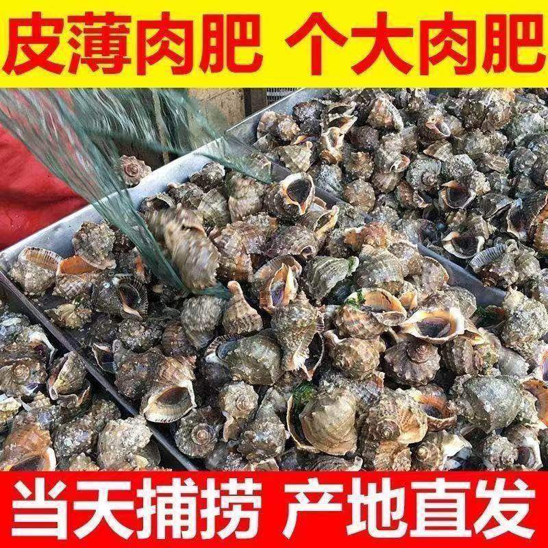 生鲜批发鲜活大号海螺海鲜贝类海螺新鲜响螺新鲜花螺水产海鲜商用