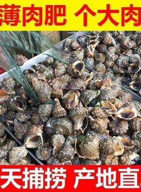 生鲜批发鲜活大号海螺海鲜贝类海螺新鲜响螺新鲜花螺水产海鲜商用