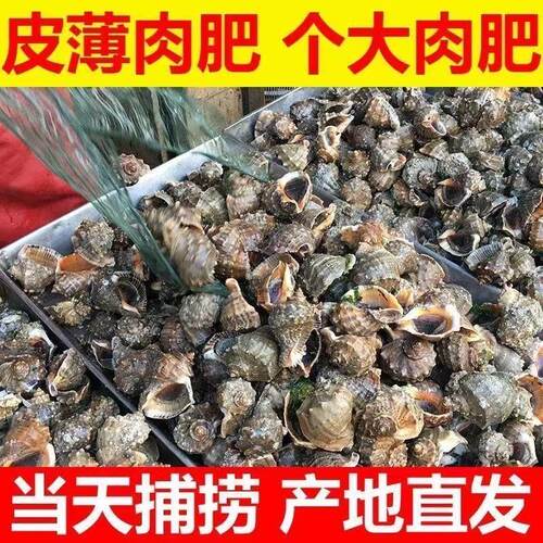 生鲜批发鲜活大号海螺海鲜贝类海螺新鲜响螺新鲜花螺水产海鲜商用