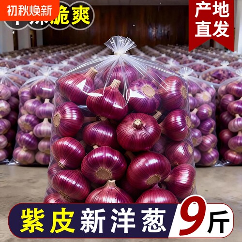 2026新鲜现挖紫皮洋葱当季圆葱生吃辛辣脆嫩凉拌2/5/9斤批发包邮