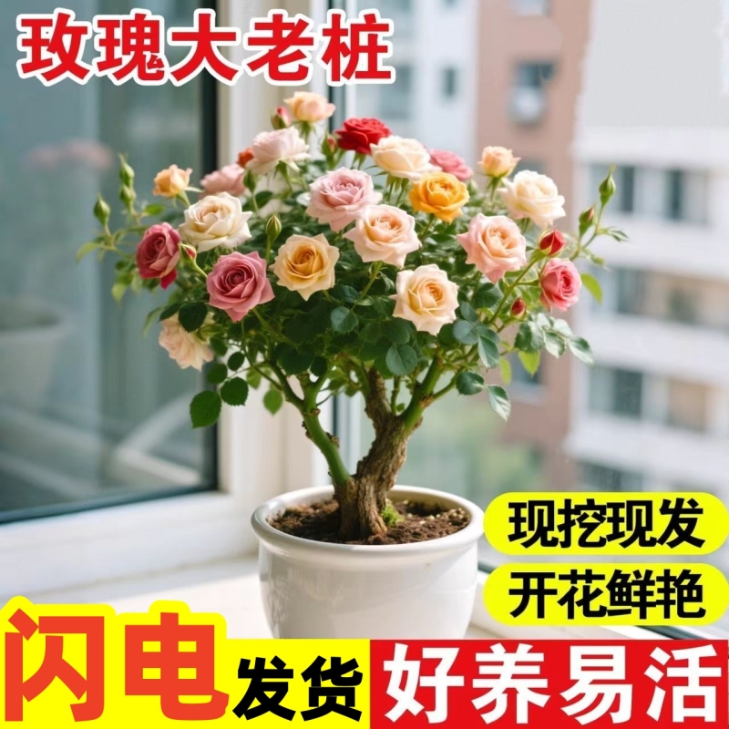 云南玫瑰花苗老桩浓香型好养活