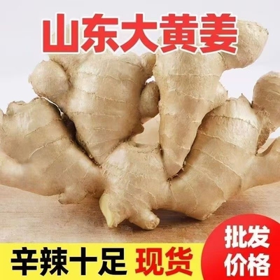 山东大姜生姜正宗山东新鲜黄姜干姜老姜农家自种现挖现发鲜姜批发
